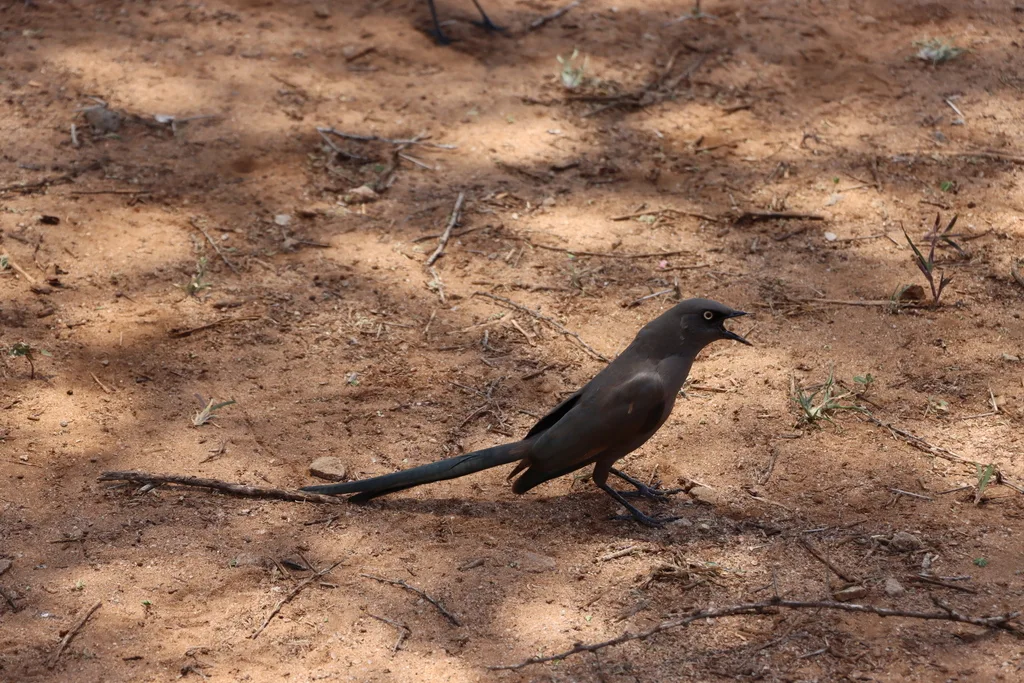 灰丽椋鸟（Lamprotornis unicolor）