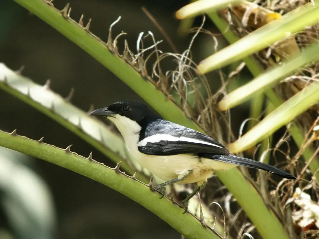 埃塞黑鵙(Laniarius aethiopicus)