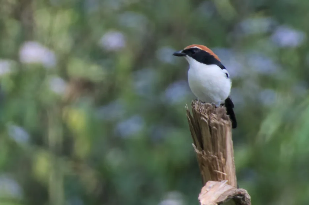 褐头黑鵙(Laniarius amboimensis)