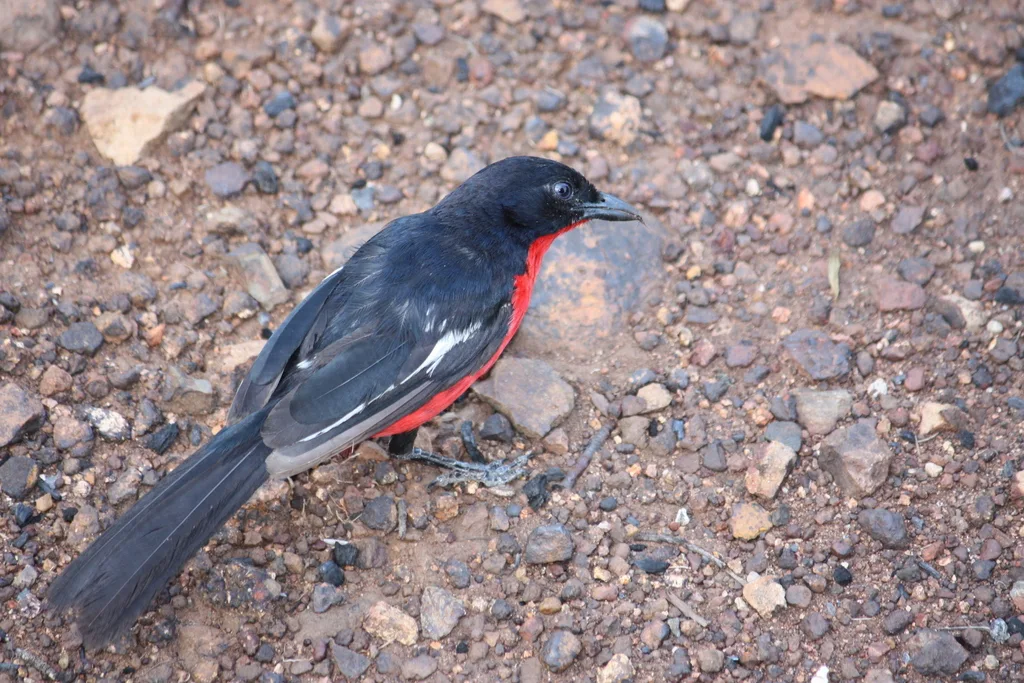 红胸黑鵙（Laniarius atrococcineus）