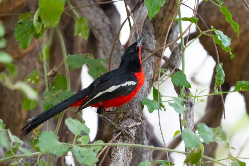 红胸黑鵙（Laniarius atrococcineus）