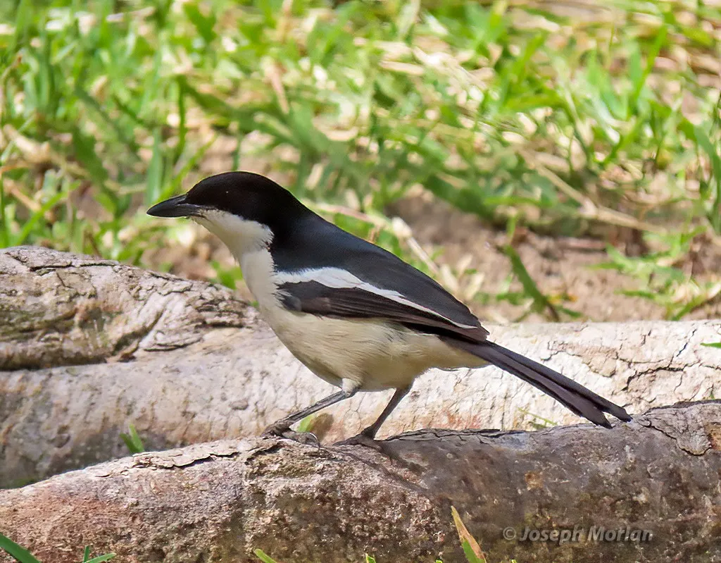 双色黑鵙(Laniarius bicolor)
