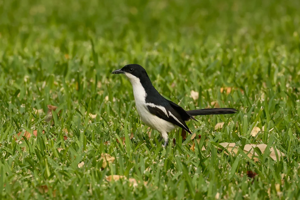双色黑鵙(Laniarius bicolor)