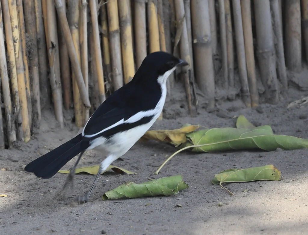 双色黑鵙(Laniarius bicolor)
