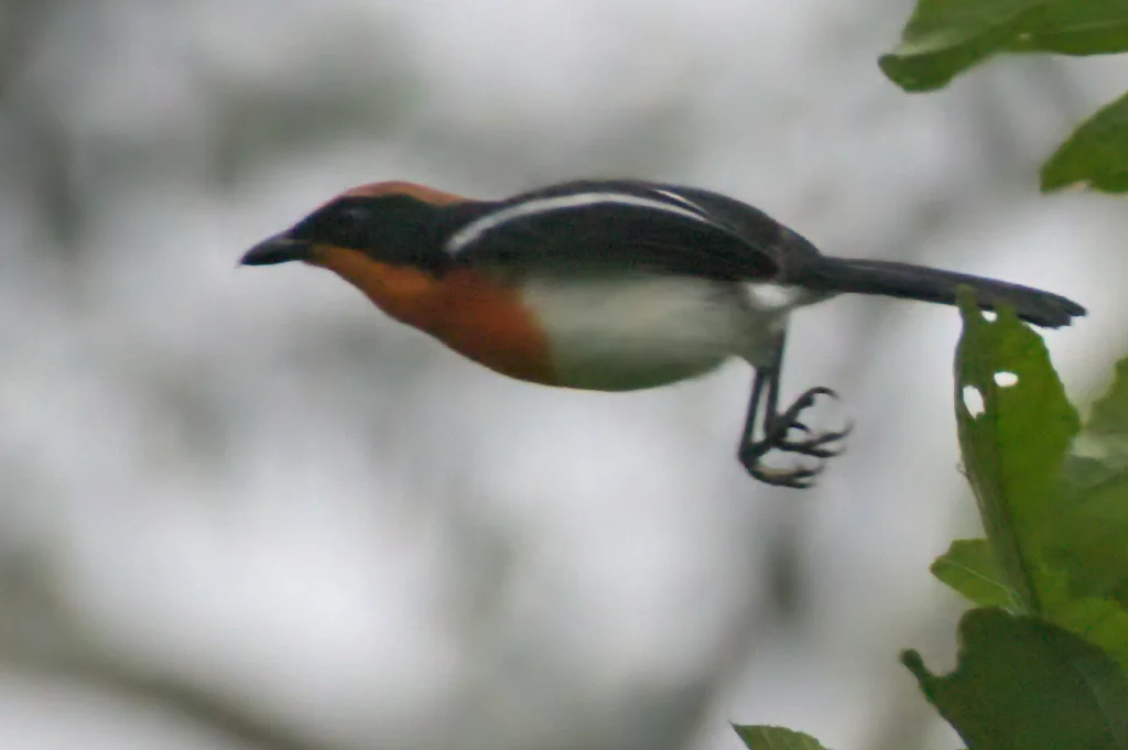 布氏黑鵙(Laniarius brauni)
