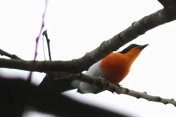 布氏黑鵙(Laniarius brauni)
