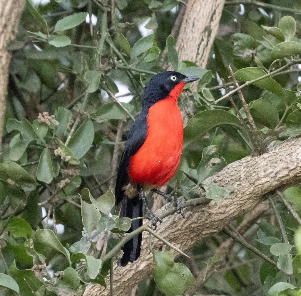 黑头黑鵙(Laniarius erythrogaster)