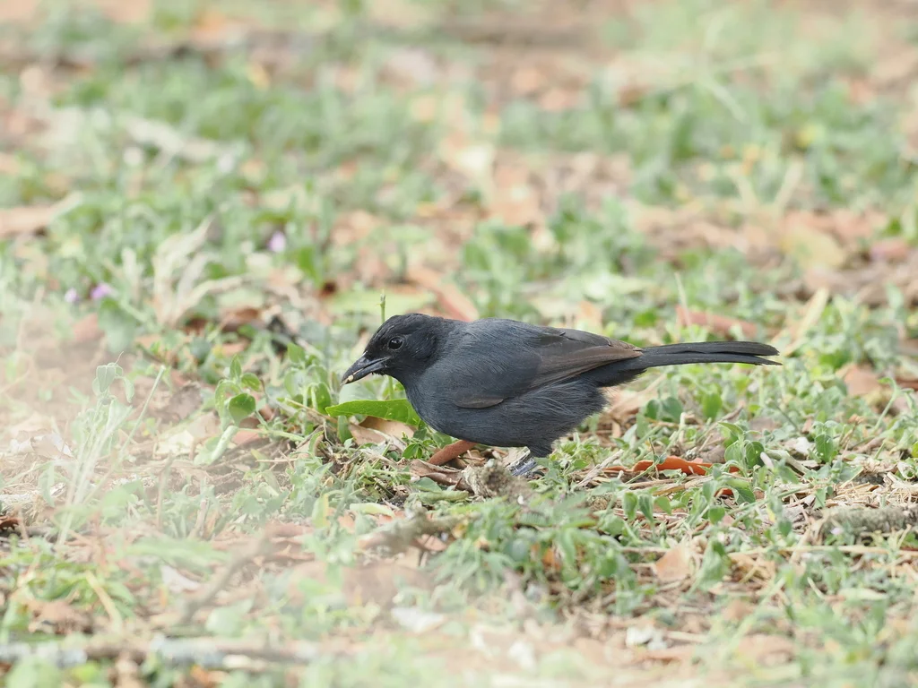 暗色黑鵙(Laniarius funebris)