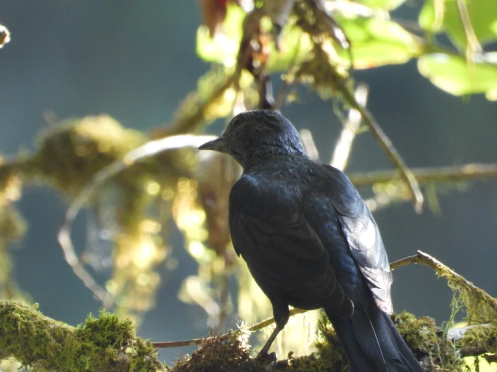 艾伯丁黑鵙(Laniarius holomelas)