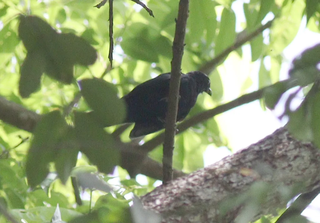 白嘴黑鵙（Laniarius leucorhynchus）
