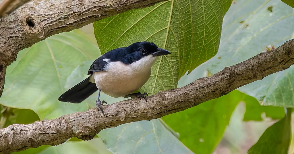 热带黑鵙(Laniarius major)