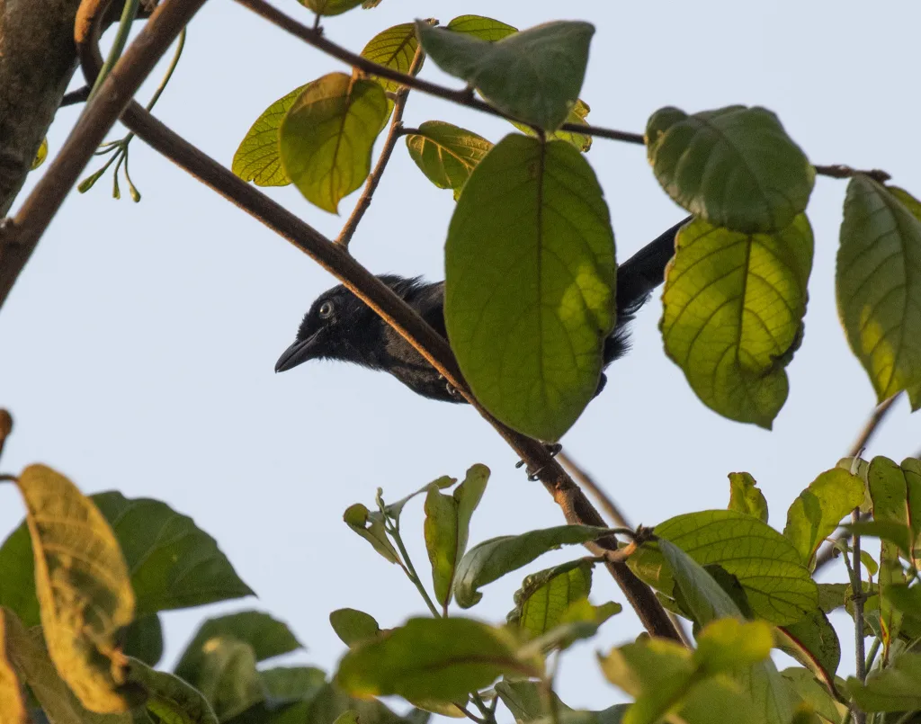 山地黑鵙(Laniarius poensis)