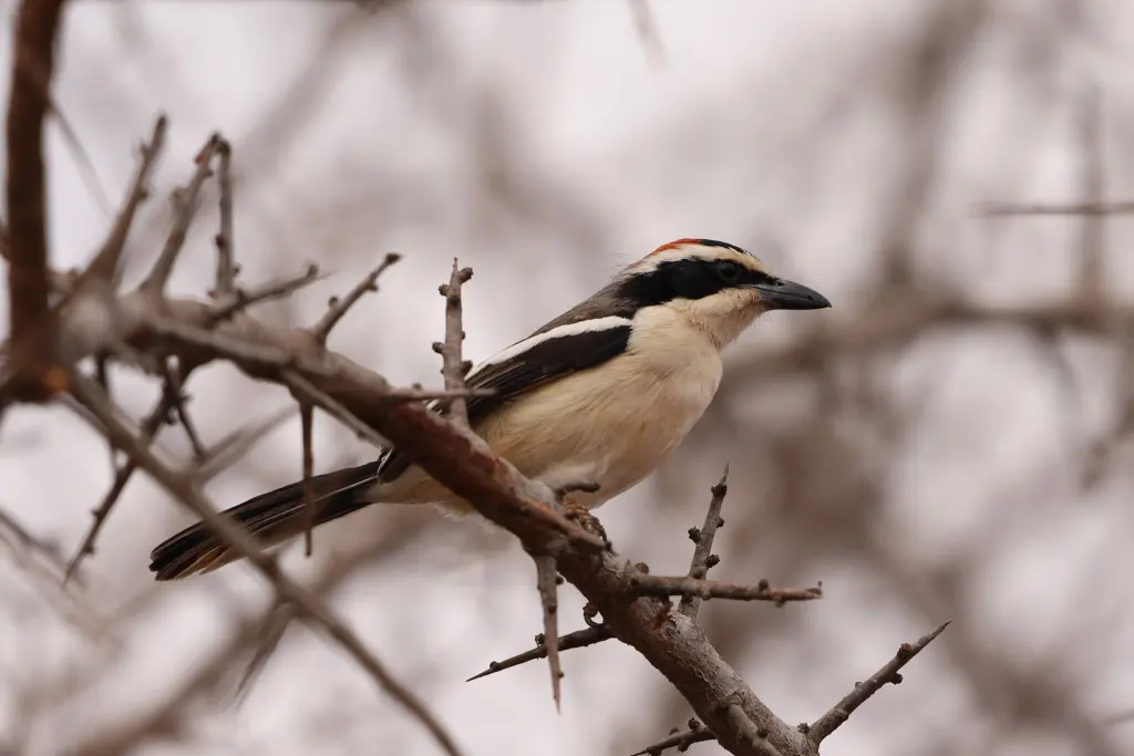 红颈黑鵙(Laniarius ruficeps)