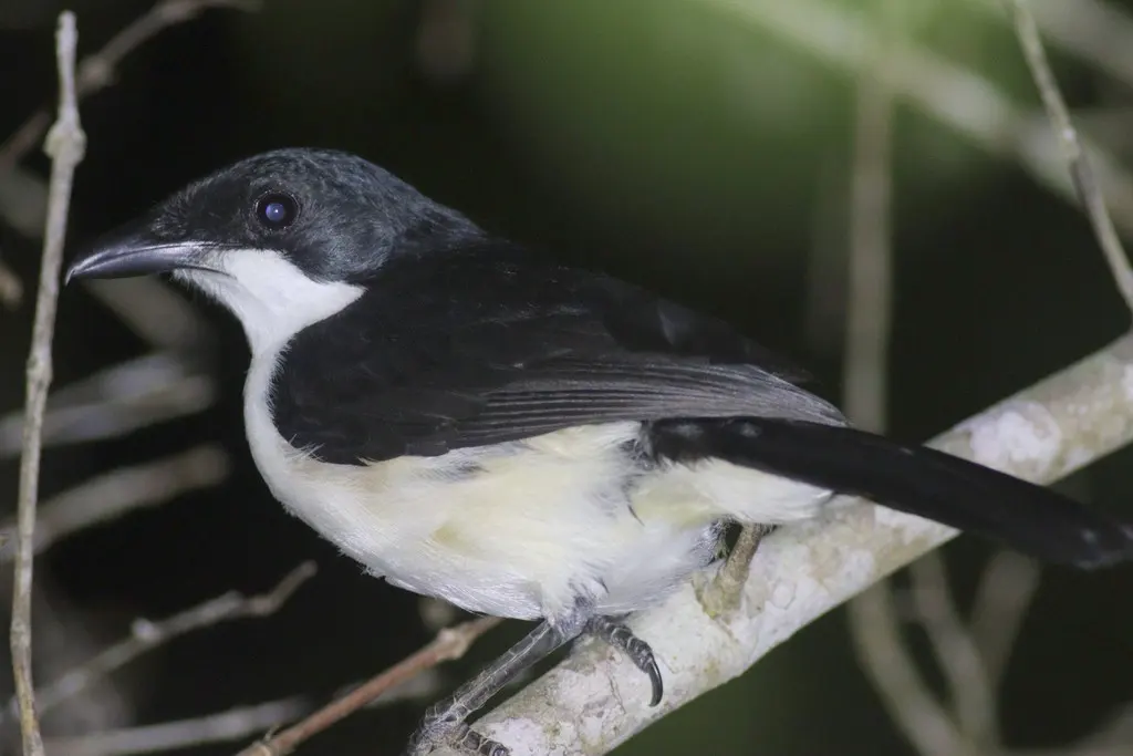 东岸黑鵙(Laniarius sublacteus)