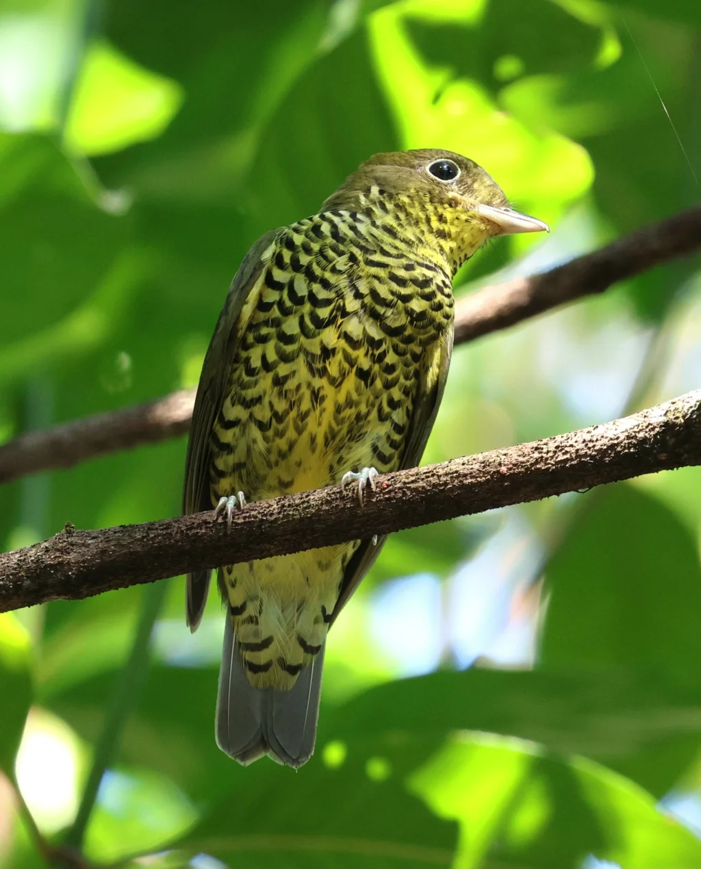 鵙伞鸟(Laniisoma elegans)