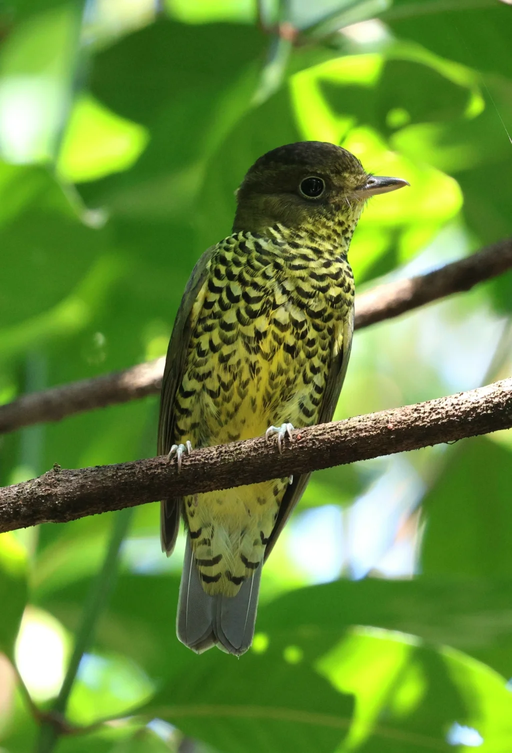 鵙伞鸟(Laniisoma elegans)