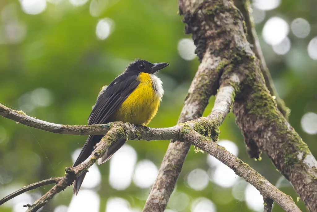 白喉唐纳鵙(Lanio leucothorax)