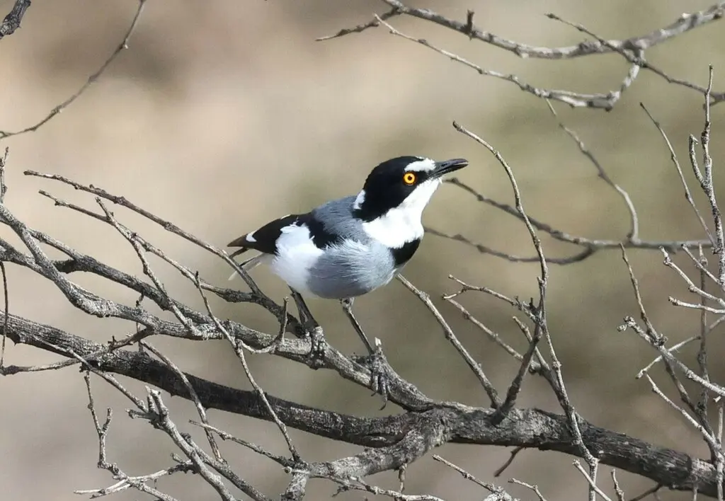 白尾鵙鹟(Lanioturdus torquatus)
