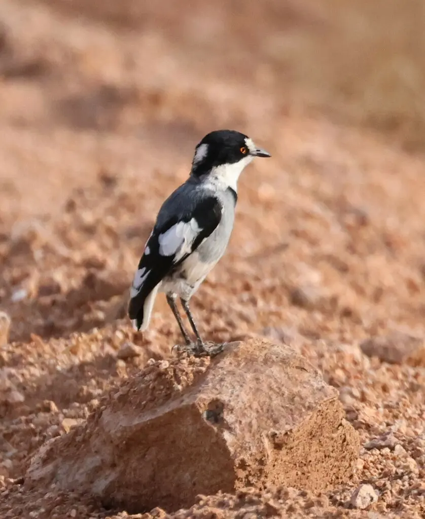 白尾鵙鹟(Lanioturdus torquatus)