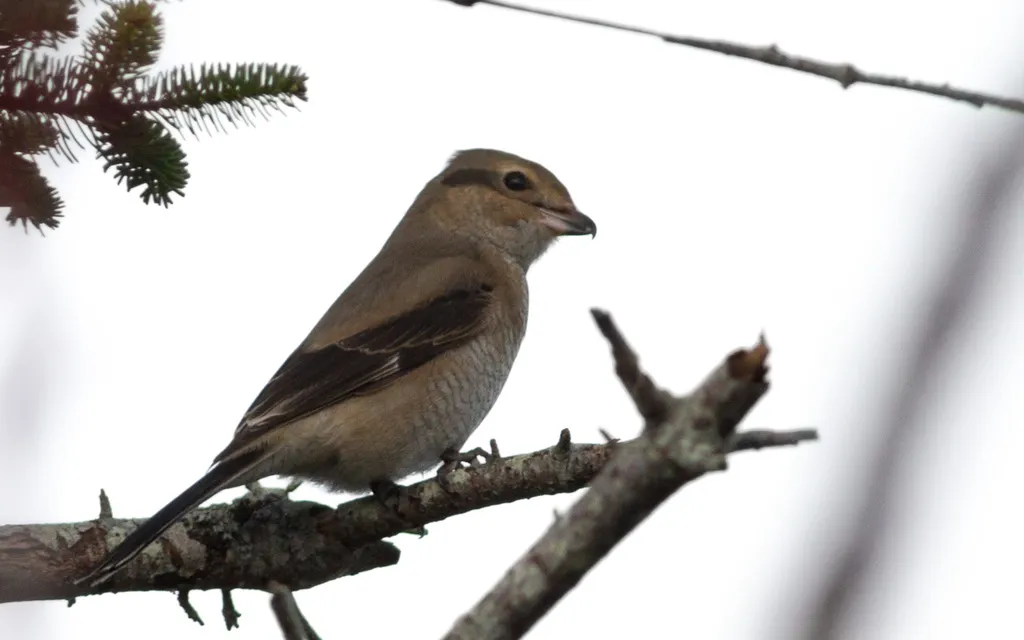 灰伯劳（Lanius borealis）