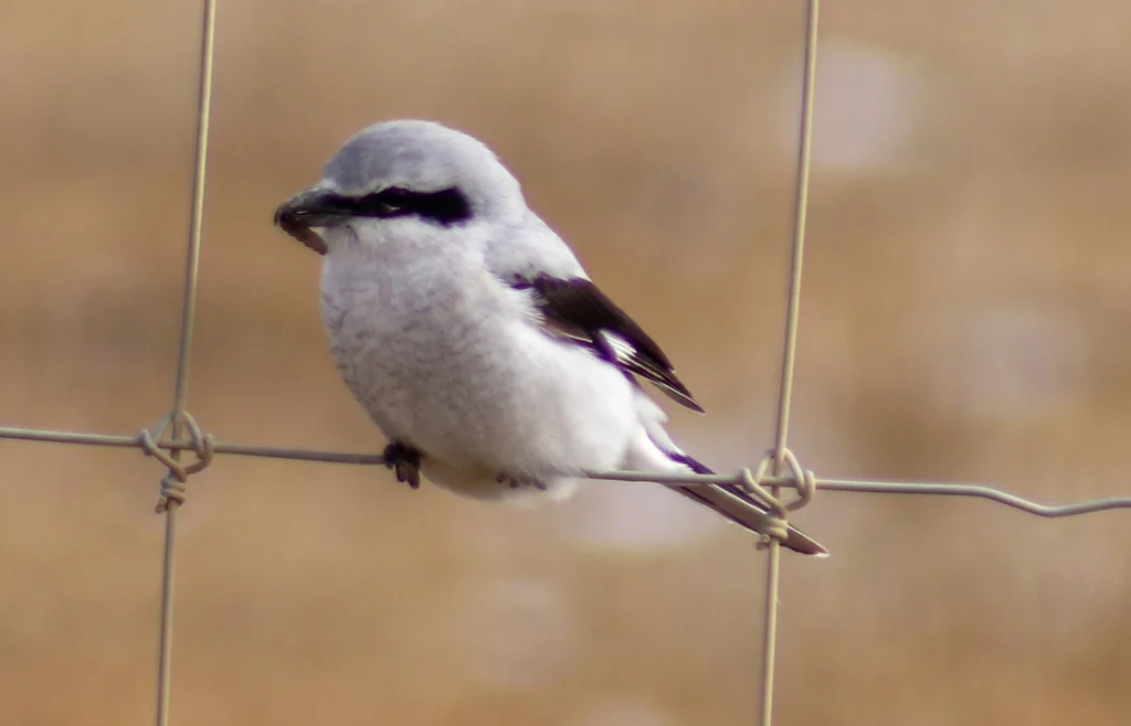 灰伯劳（Lanius borealis）