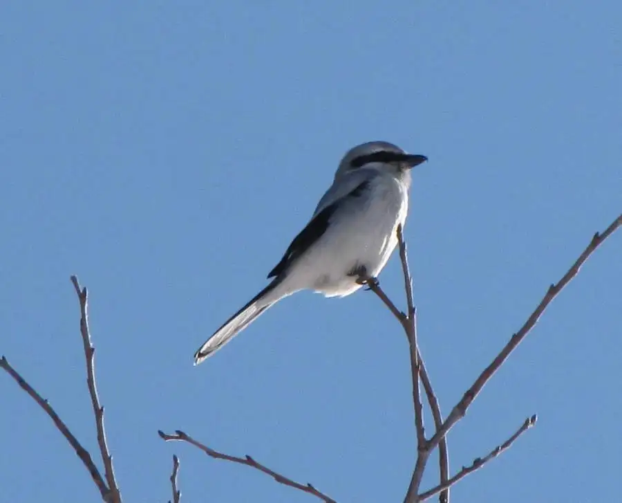 灰伯劳（Lanius borealis）