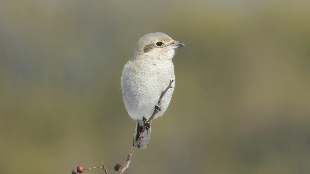 灰伯劳（Lanius borealis）