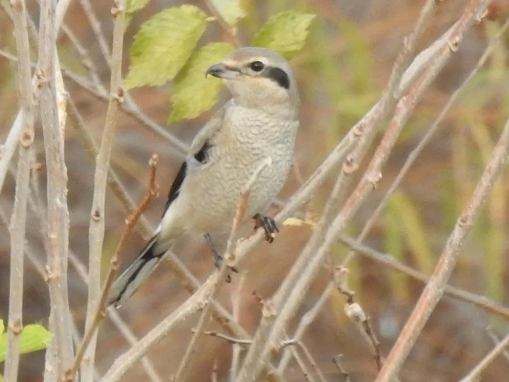 灰伯劳（Lanius borealis）