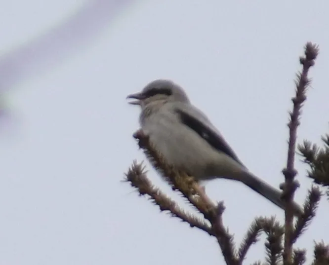 灰伯劳（Lanius borealis）