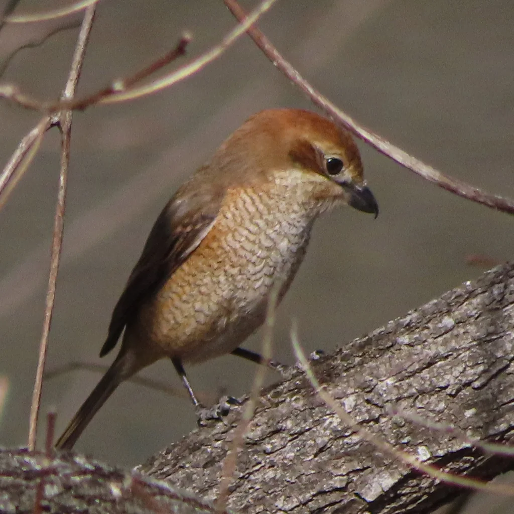 牛头伯劳(Lanius bucephalus)