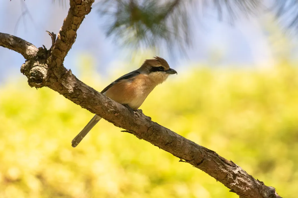 牛头伯劳(Lanius bucephalus)