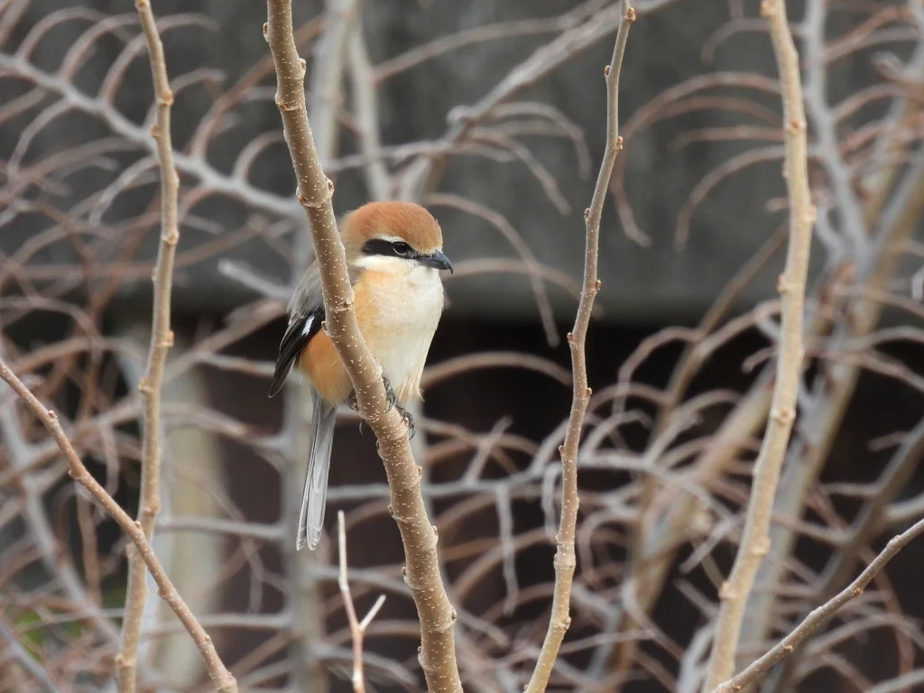 牛头伯劳(Lanius bucephalus)