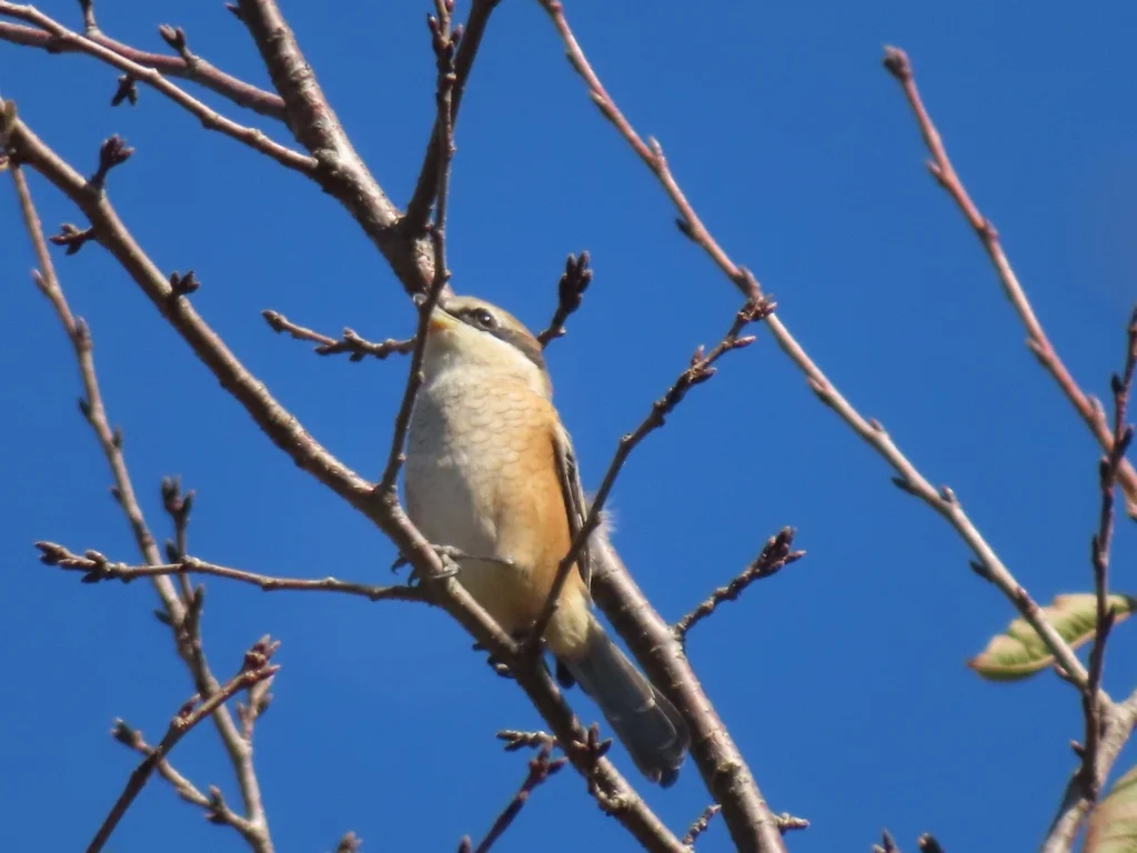 牛头伯劳(Lanius bucephalus)