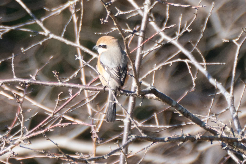 牛头伯劳(Lanius bucephalus)