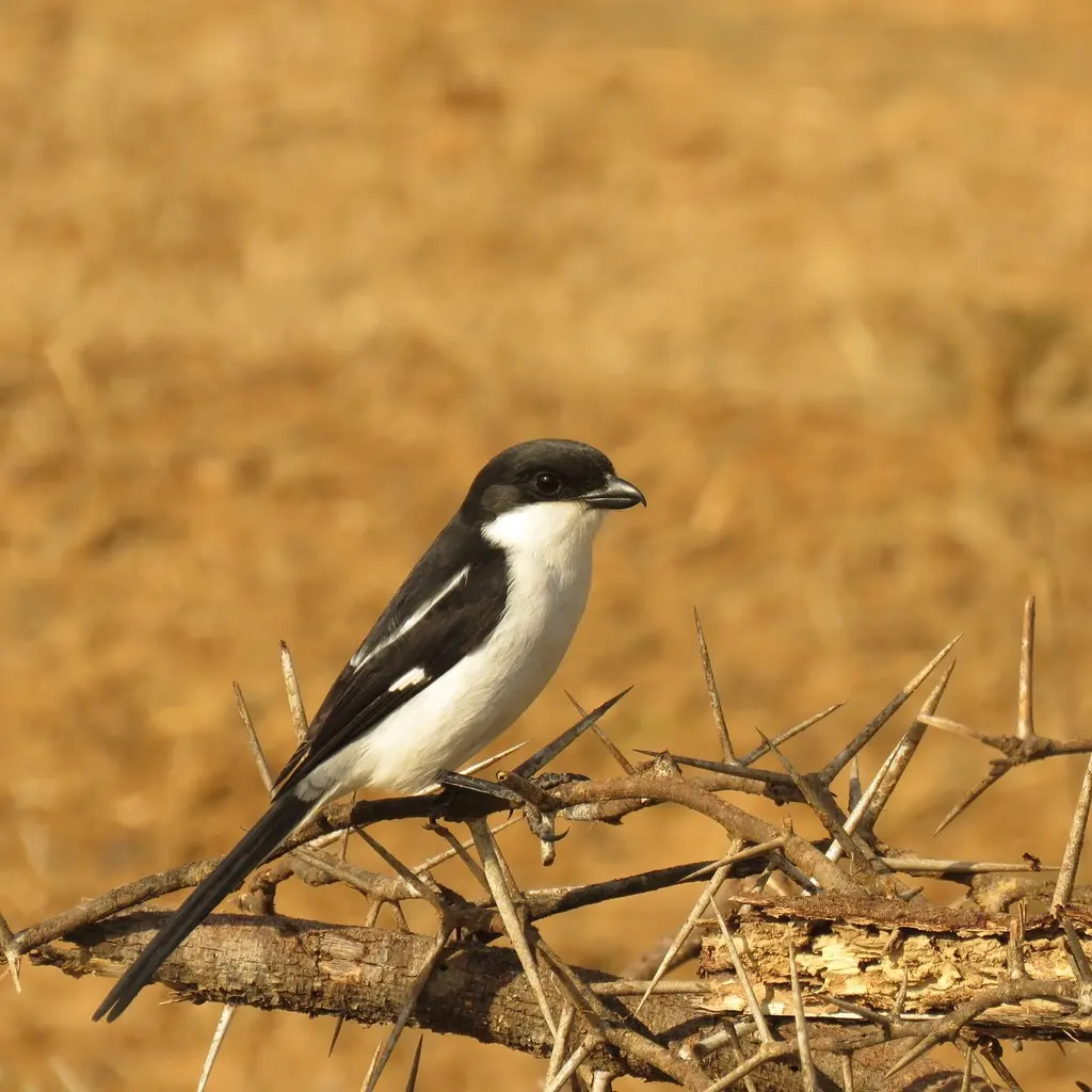 领伯劳(Lanius collaris)