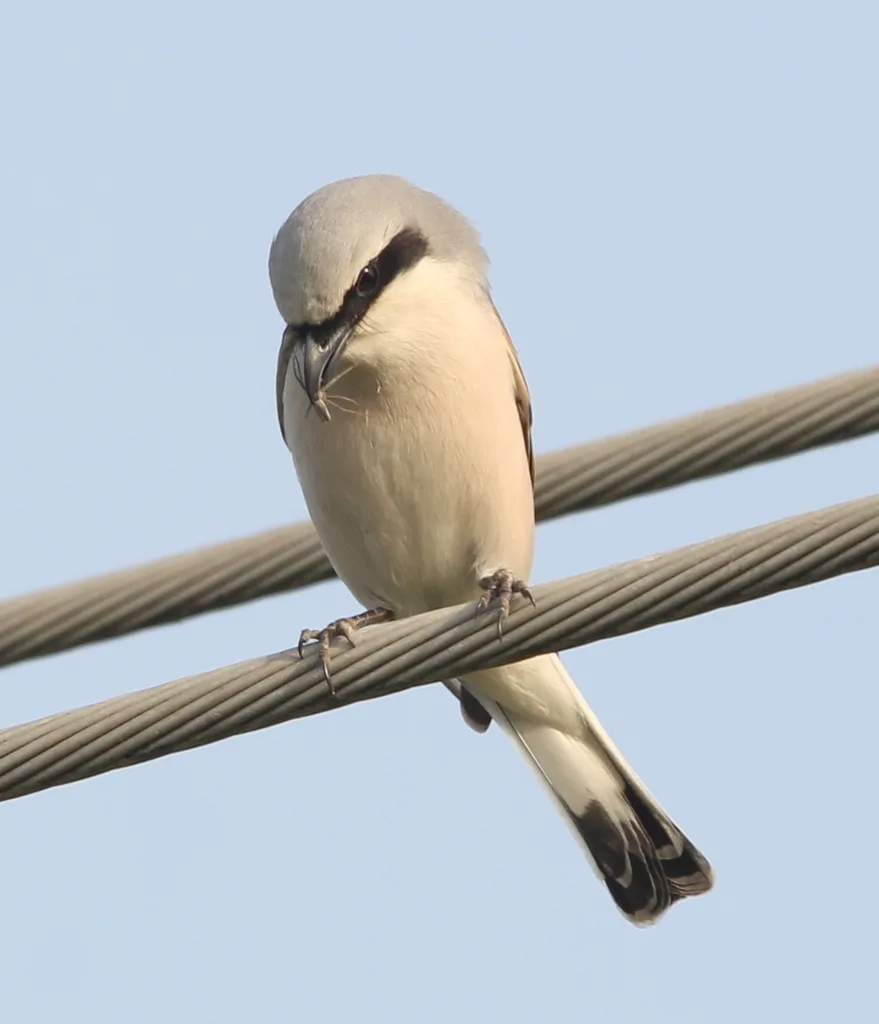 红背伯劳（Lanius collurio）