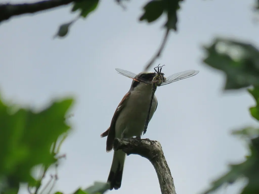 红背伯劳（Lanius collurio）