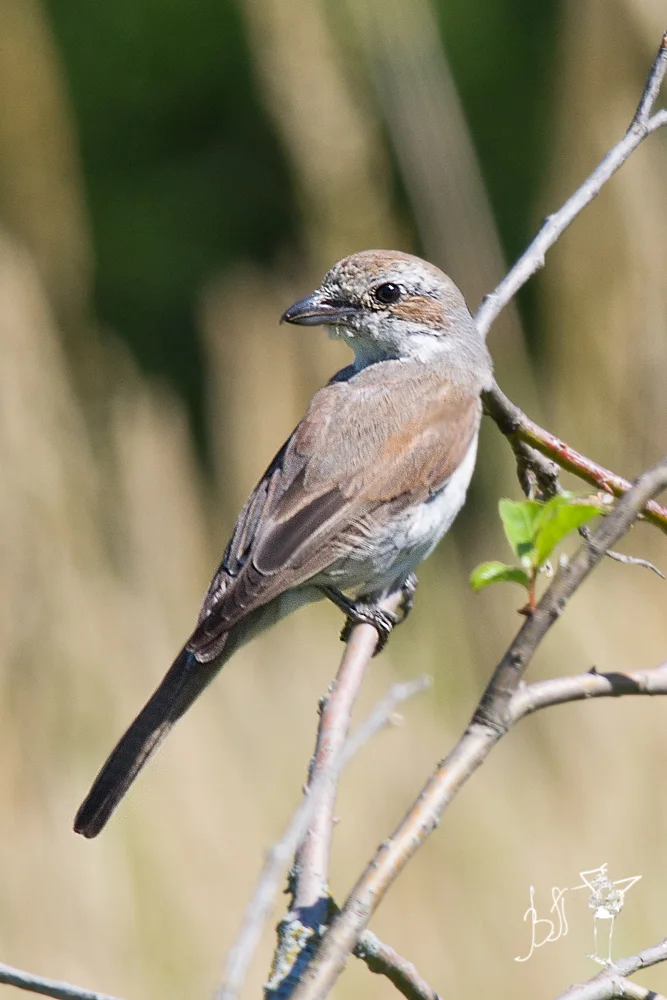 红背伯劳（Lanius collurio）