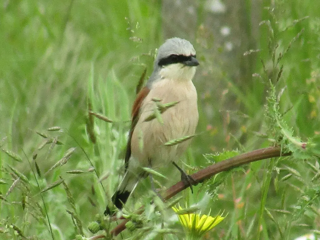 红背伯劳（Lanius collurio）
