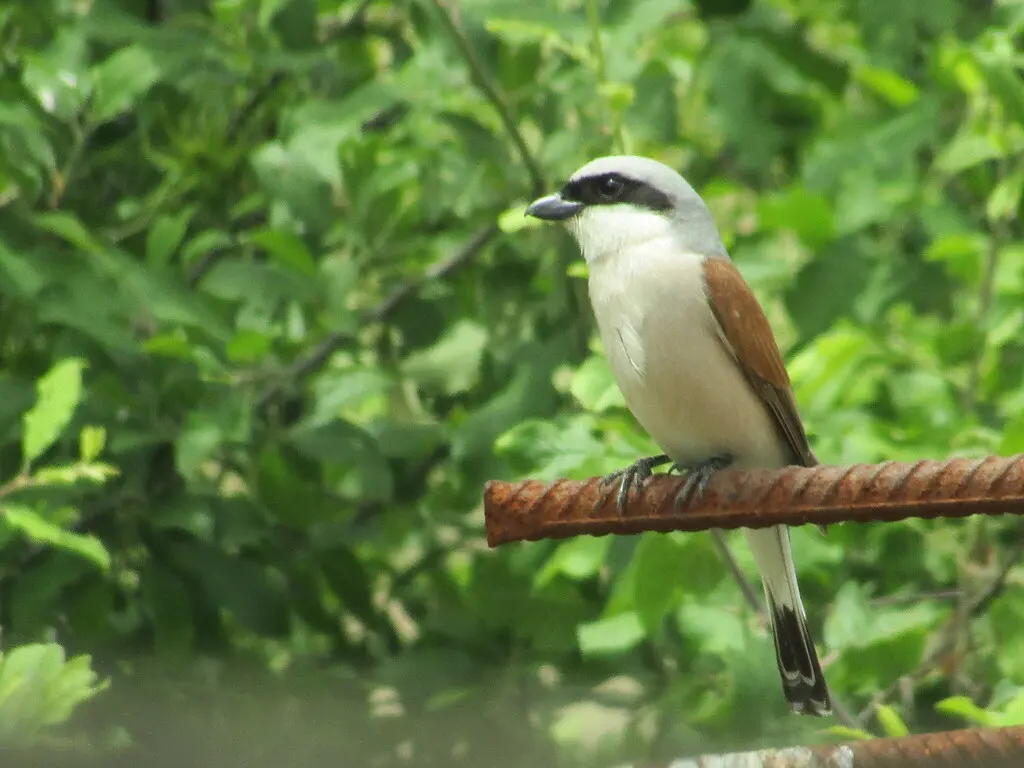 红背伯劳（Lanius collurio）