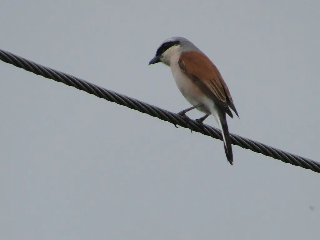 红背伯劳（Lanius collurio）