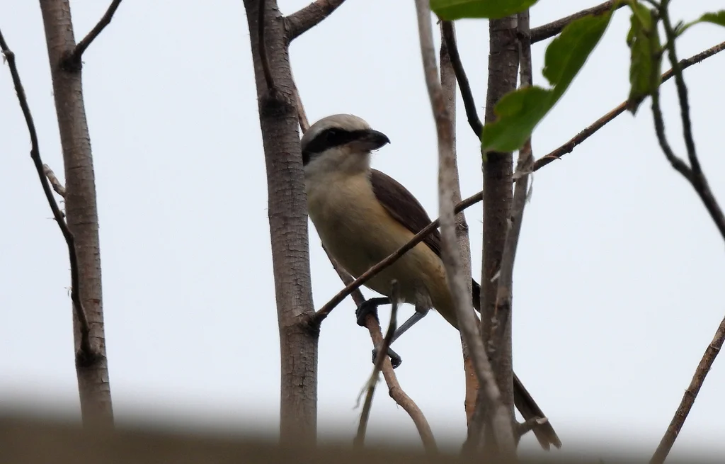 红尾伯劳(Lanius cristatus)