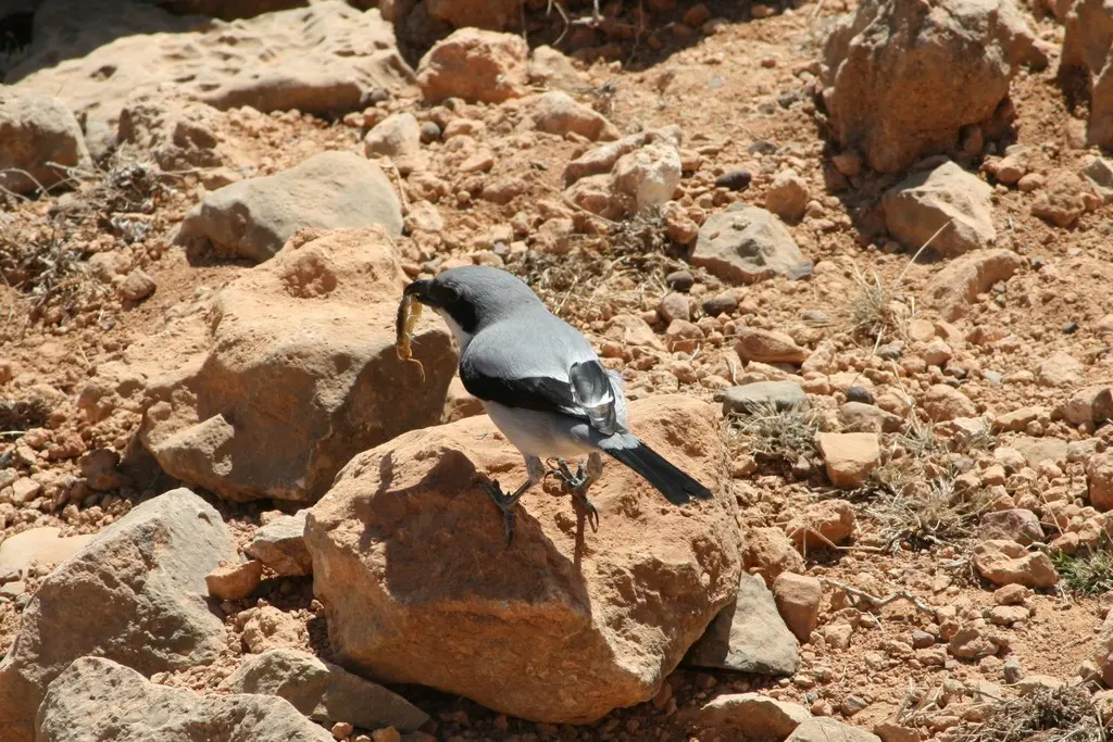 西方灰伯劳(Lanius excubitor)