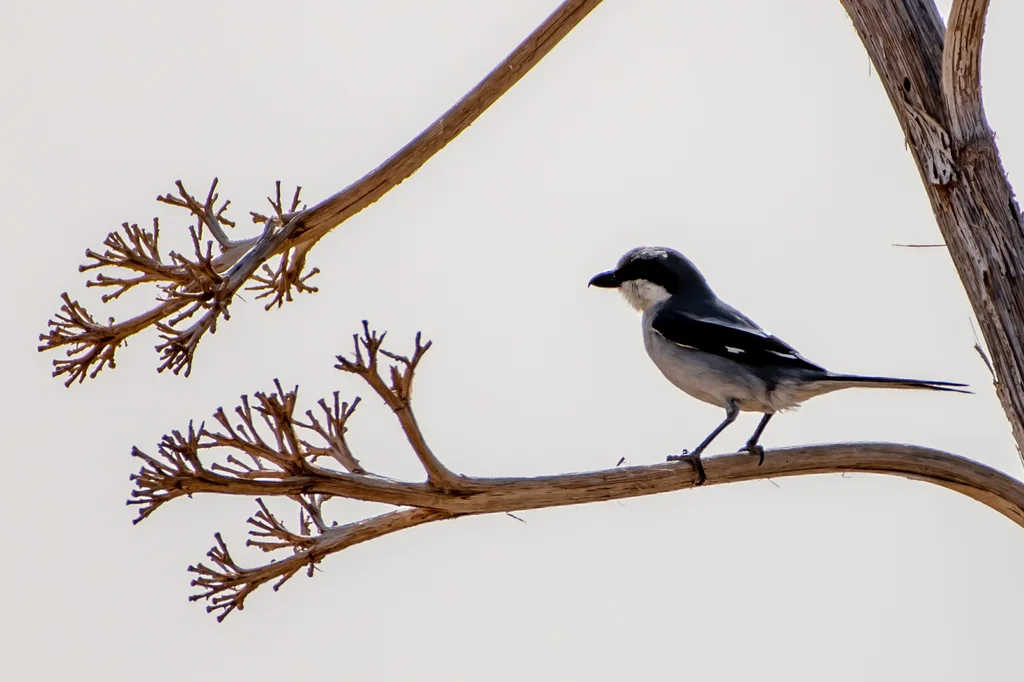 西方灰伯劳(Lanius excubitor)