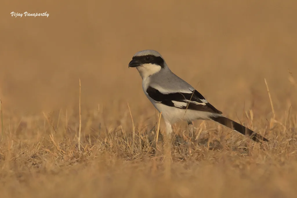西方灰伯劳(Lanius excubitor)