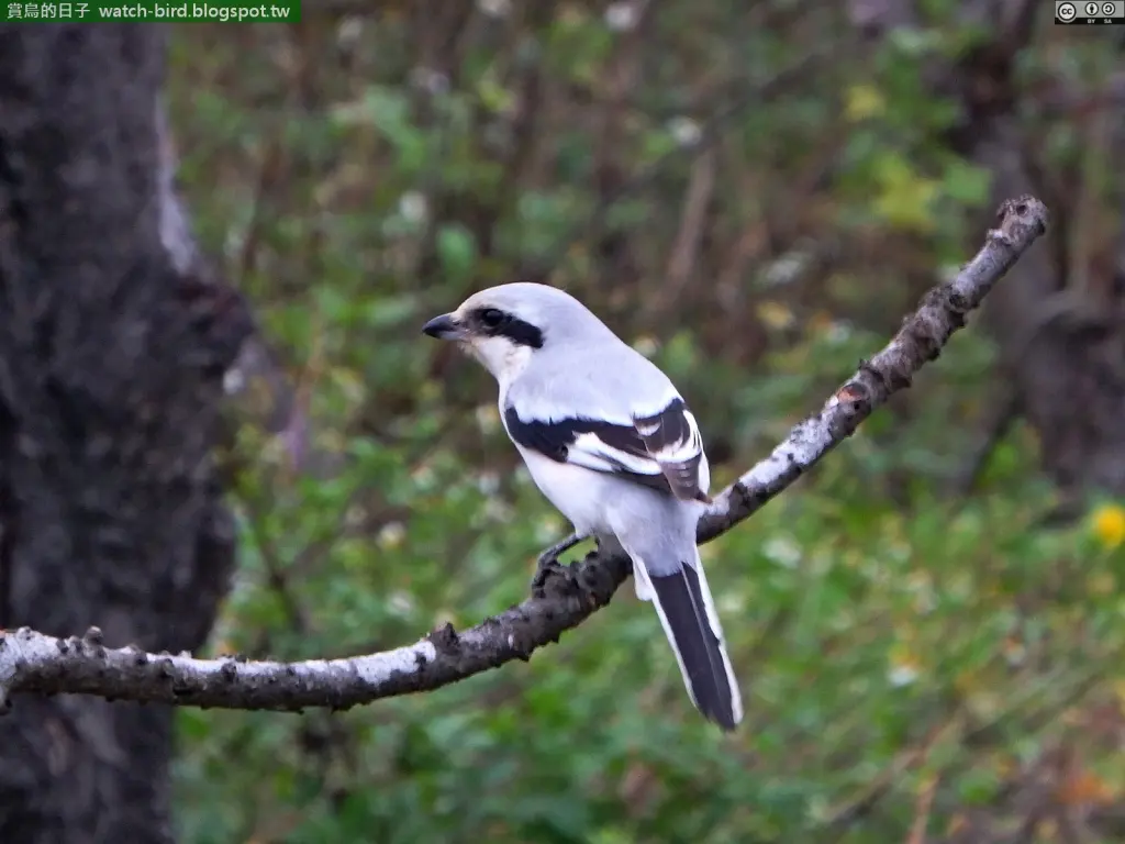 青藏楔尾伯劳(Lanius giganteus)