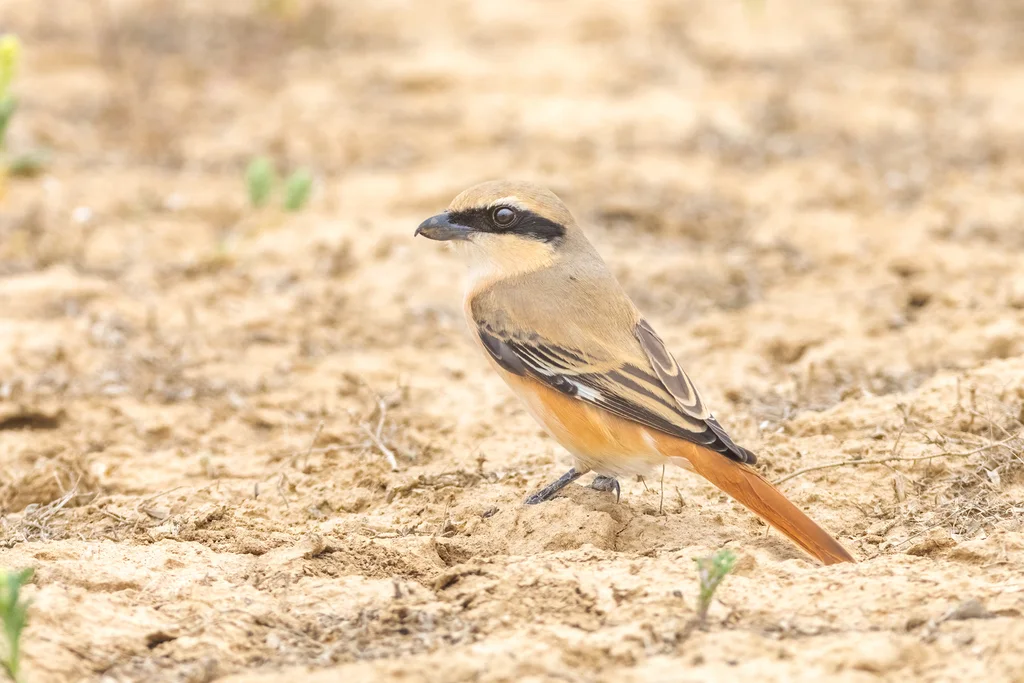 荒漠伯劳(Lanius isabellinus)
