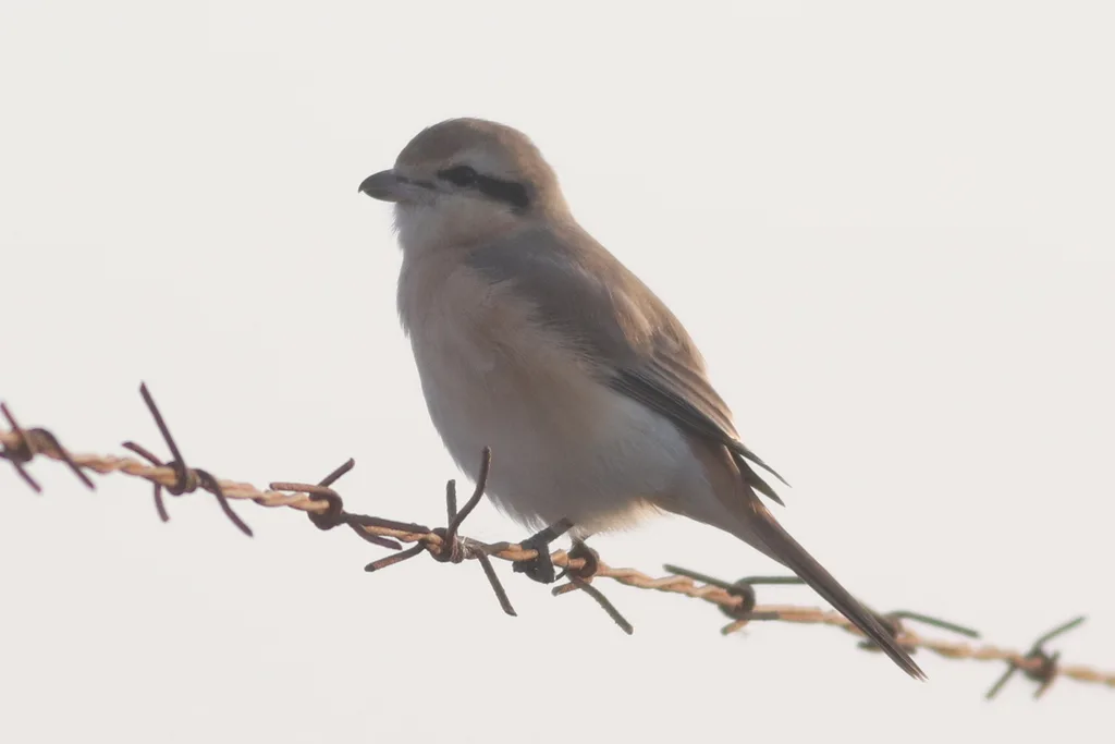 荒漠伯劳(Lanius isabellinus)