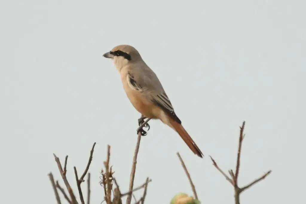 荒漠伯劳(Lanius isabellinus)