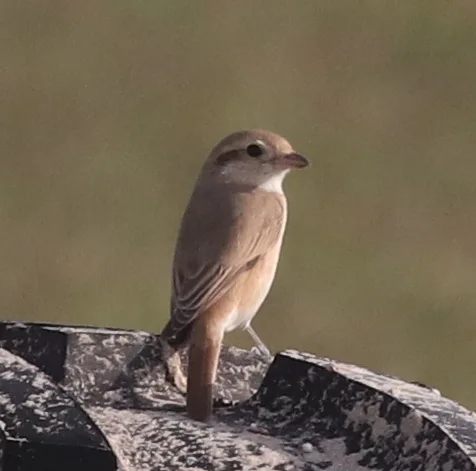 荒漠伯劳(Lanius isabellinus)